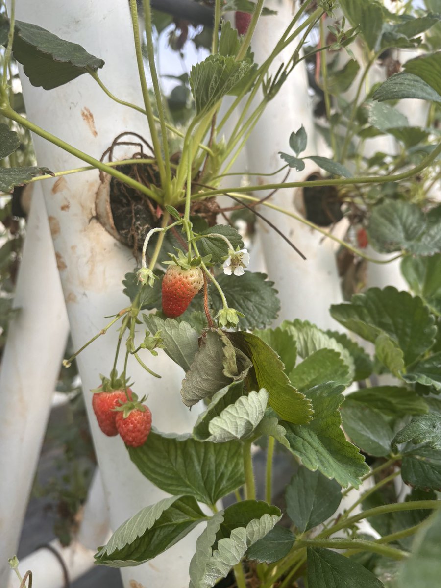 Charlie ‘MILFy’ Swinton - Melb 💚 tweet media