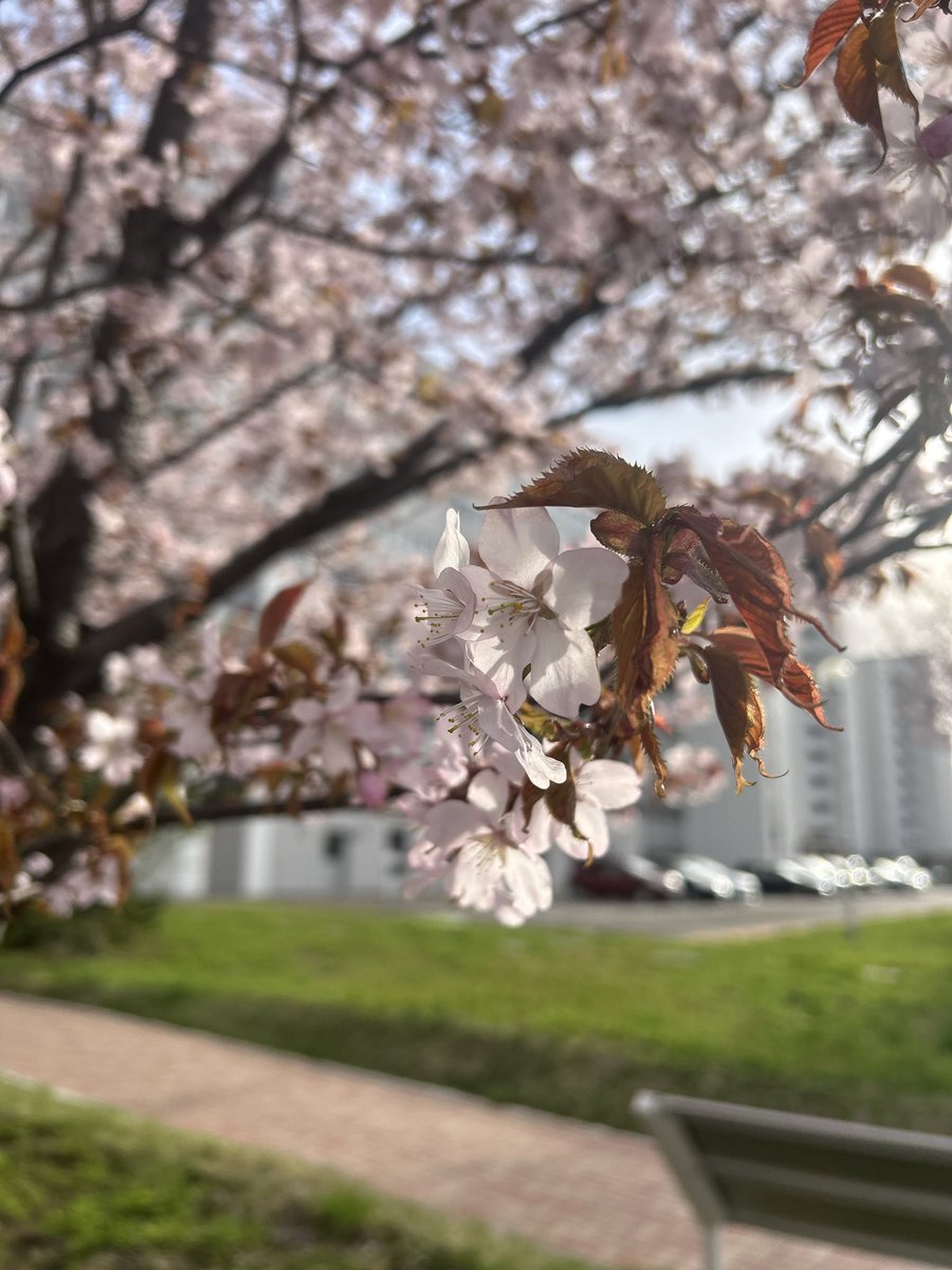 ふぇる tweet media