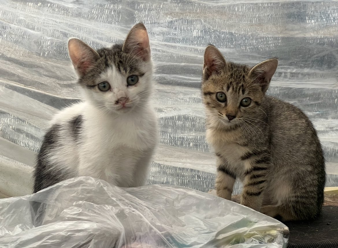 キジトラ・コタローのウキウキDAYS!! tweet media