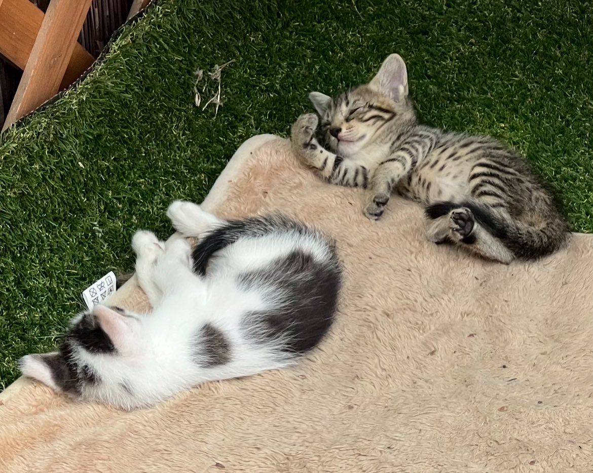 キジトラ・コタローのウキウキDAYS!! tweet media