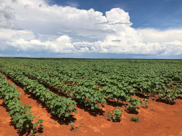 Então quer dizer que Gilmar Mendes estava conseguindo uma fazenda com um desconto de 90% e está usando a o btg pactual?
Um desconto de 90% em uma fazenda bilionária não é negócio, é escândalo. O TJMT decide o futuro da Fazenda Santa Emília, arrematada pelo BTG sob suspeitas de
