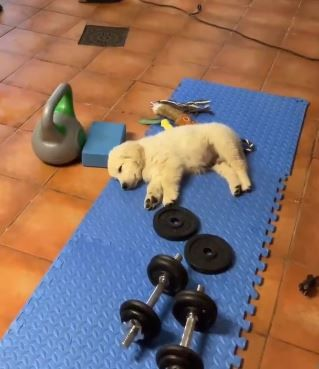SophiaMoon89's tweet image. Gym, music, and my dog 🐶💪
#Fitness #DogMom