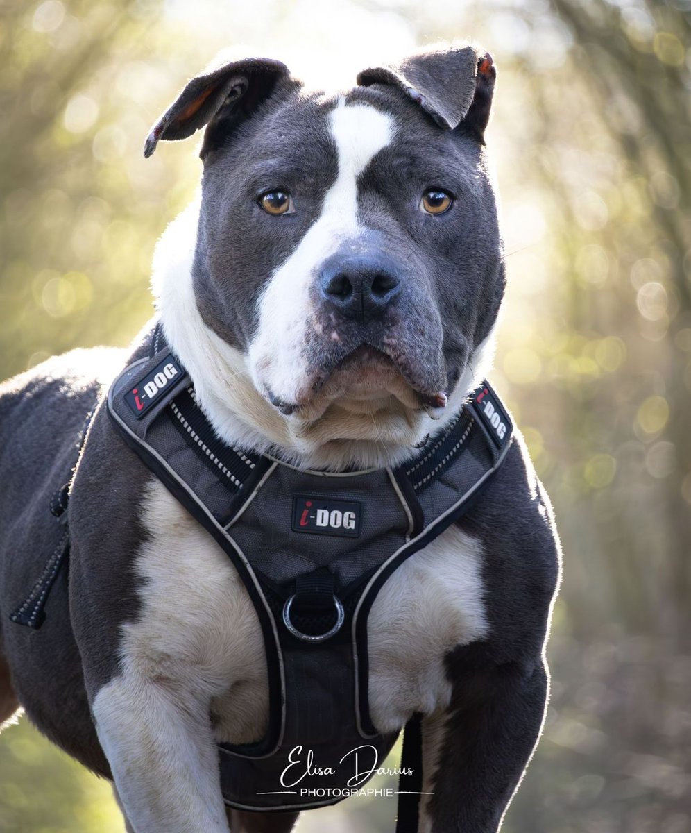 Fondation 30 Millions d'Amis tweet media