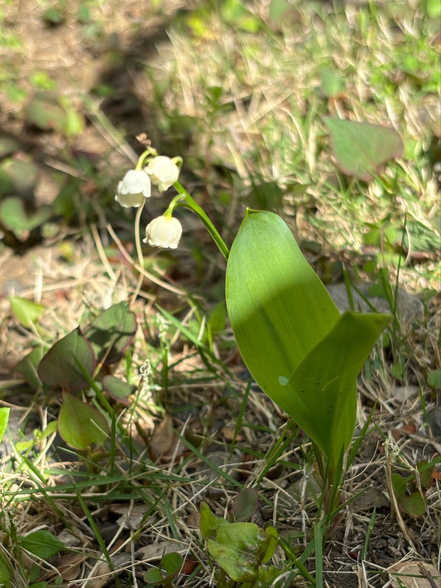 牡丹の花咲きました❣️
ピンクだから今年はプリティー呂布様だと思って愛でます🩵🩷

庭の隅っこには鈴蘭も
🌙すずらんちゃん、ますます可愛くなったよね
理想のお顔立ち