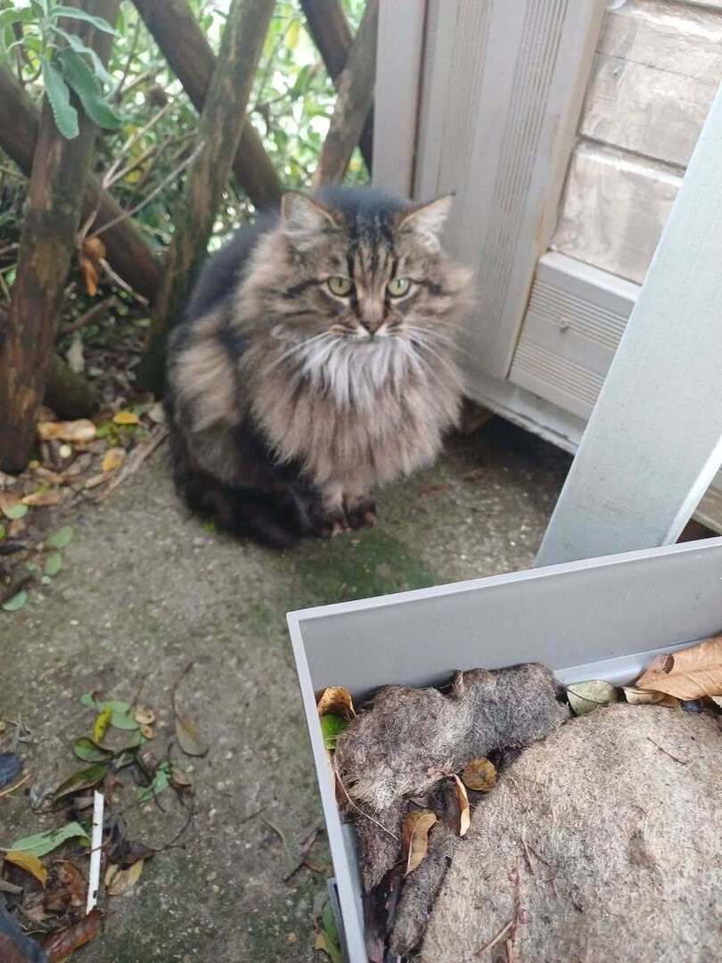 vigipets's tweet image. 🟠 🐱 Chat perdu le 15/04/2026 à Lirac (30126).
Race : Européen / Âge : 10 an(s)
PRUNE / Femelle / Identifié(e) : Oui

☎️ 0610286697
📧 pgcorinne@yahoo.fr

#chatperdu #chattrouve #chat #perdu #trouve