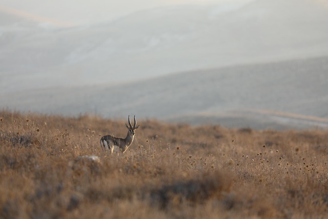 Chester Williams tweet media