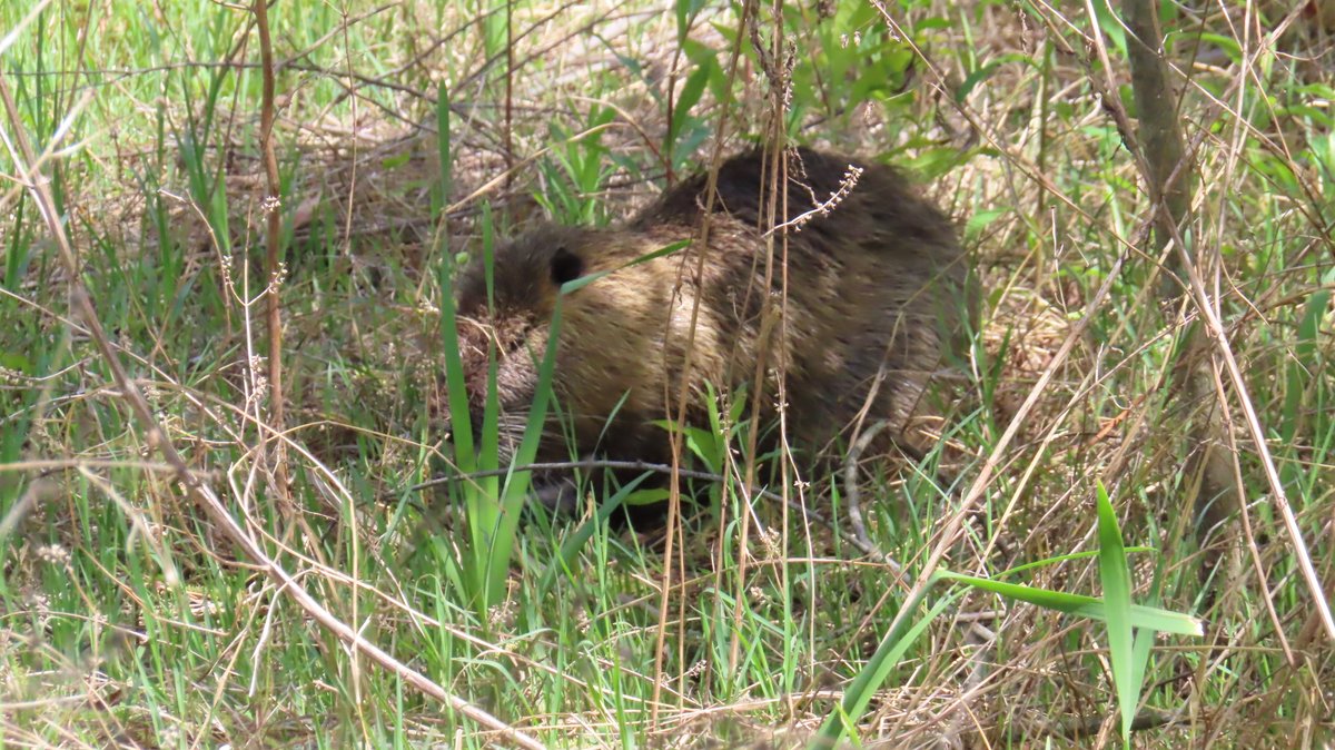 Mヶ丘公園、ヌートリア 1匹 4月21日
#nutria #coypu #ヌートリア #ragondin #緑ヶ丘公園