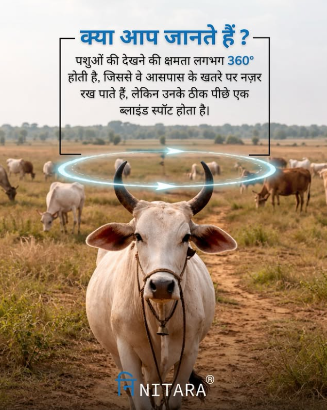 Nitara - Data-driven Dairying tweet media