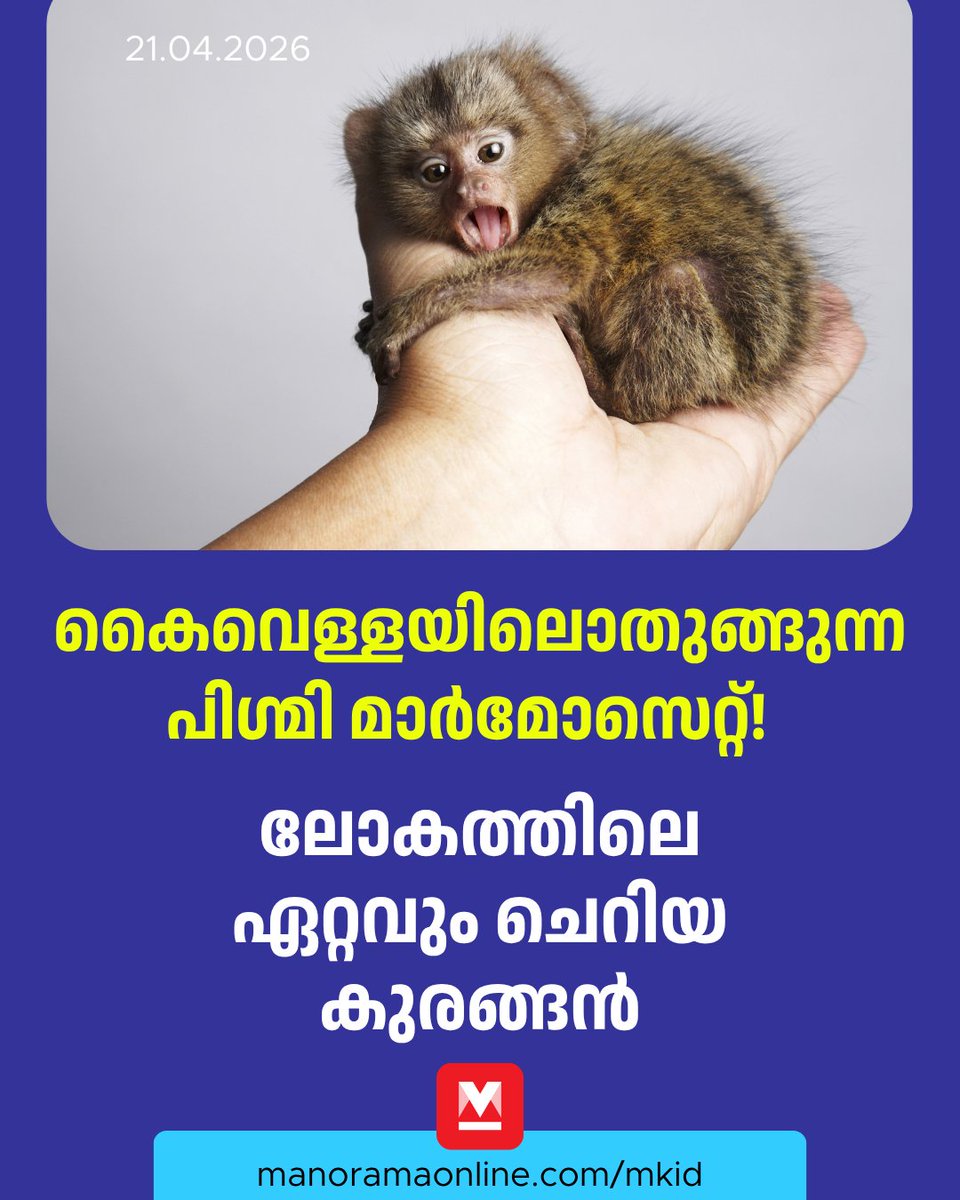 manoramaonline's tweet image. ഏകദേശം 100 ഗ്രാം മാത്രം ഭാരവും വാലൊഴികെ 12 മുതൽ 16 സെന്റിമീറ്റർ വരെ മാത്രം നീളവുമുള്ള.

Read : mnol.in/xl465d3

#pygmymarmoset #mkid #monkey #ManoramaOnlineKids