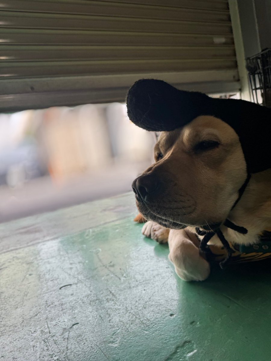 ラブラドールの横綱 tweet media