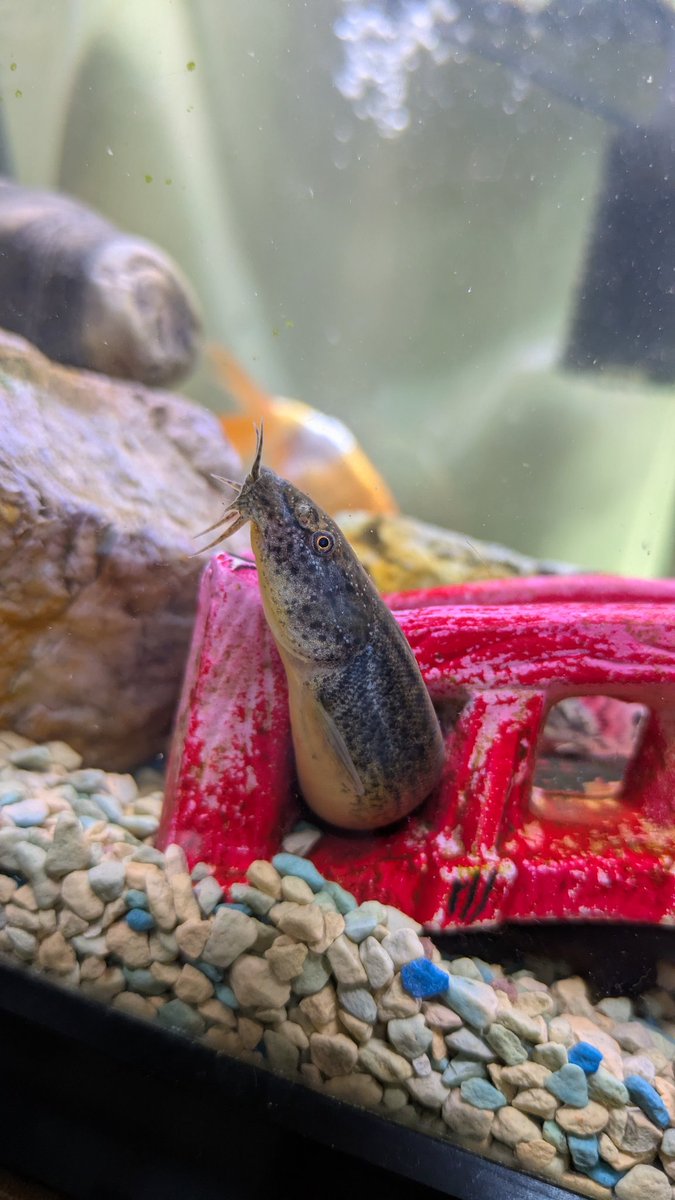 水辺と緑🐟5/3 3939マルシェ滋賀 tweet media