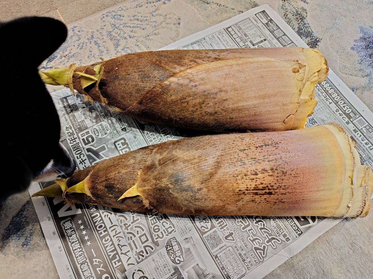 🐹すぎまる💜 tweet media