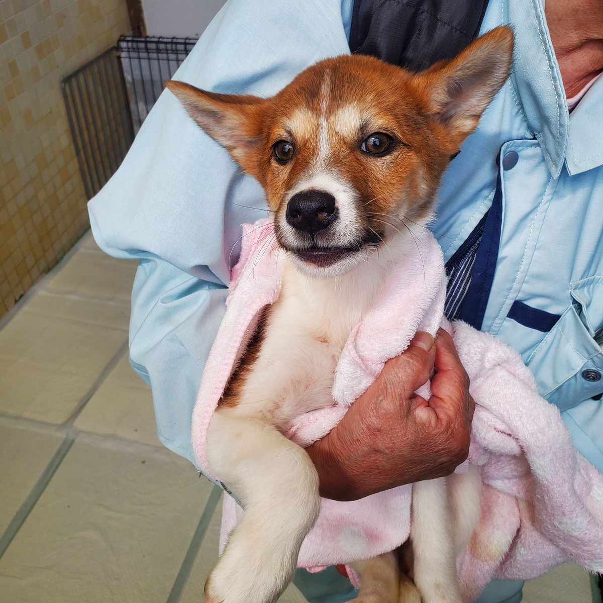 ハクと犬のはなし tweet media