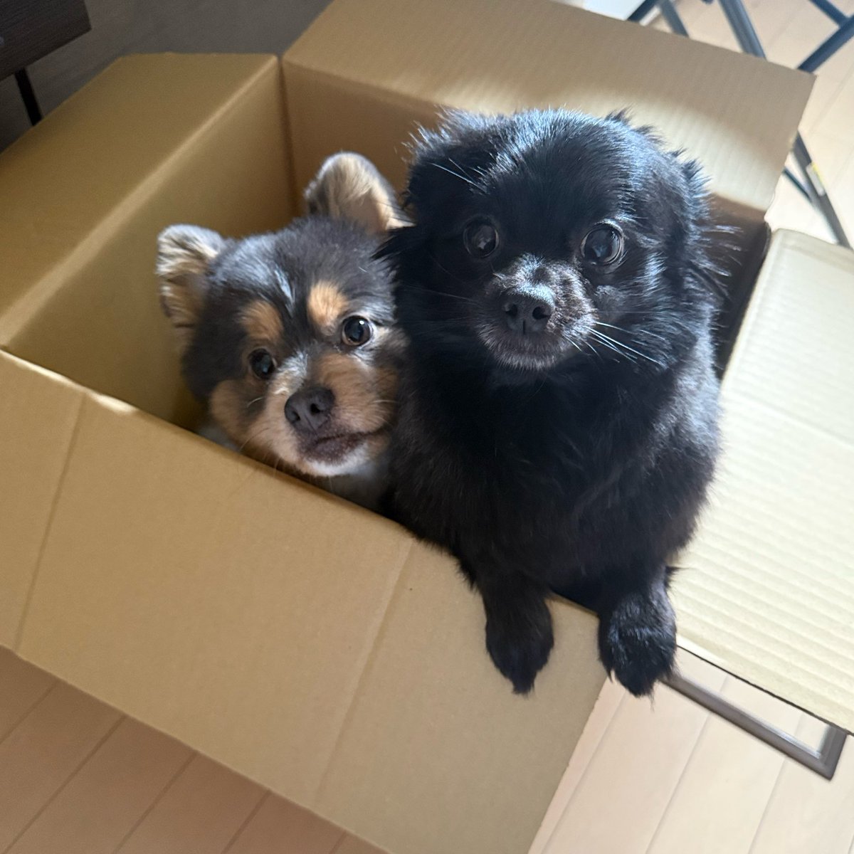 星乃きら【白地図プロローグ】 tweet media