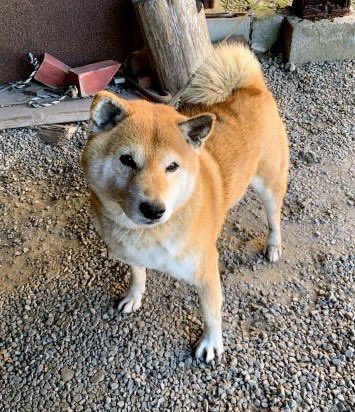 ヤスヒロ tweet media