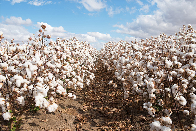 SunSirsCom's tweet image. SunSirs: Tightening Supply and Demand Support an Upward Trend in Cotton Prices
 sunsirs.com/commodity-news…
#SunSirs #China #Price #News #Market #Commodity #Textile #Cotton