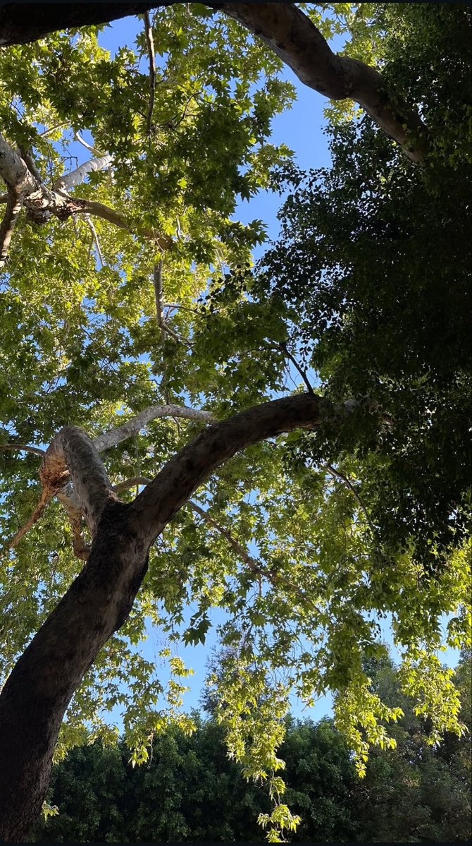 Halsey Italia tweet media