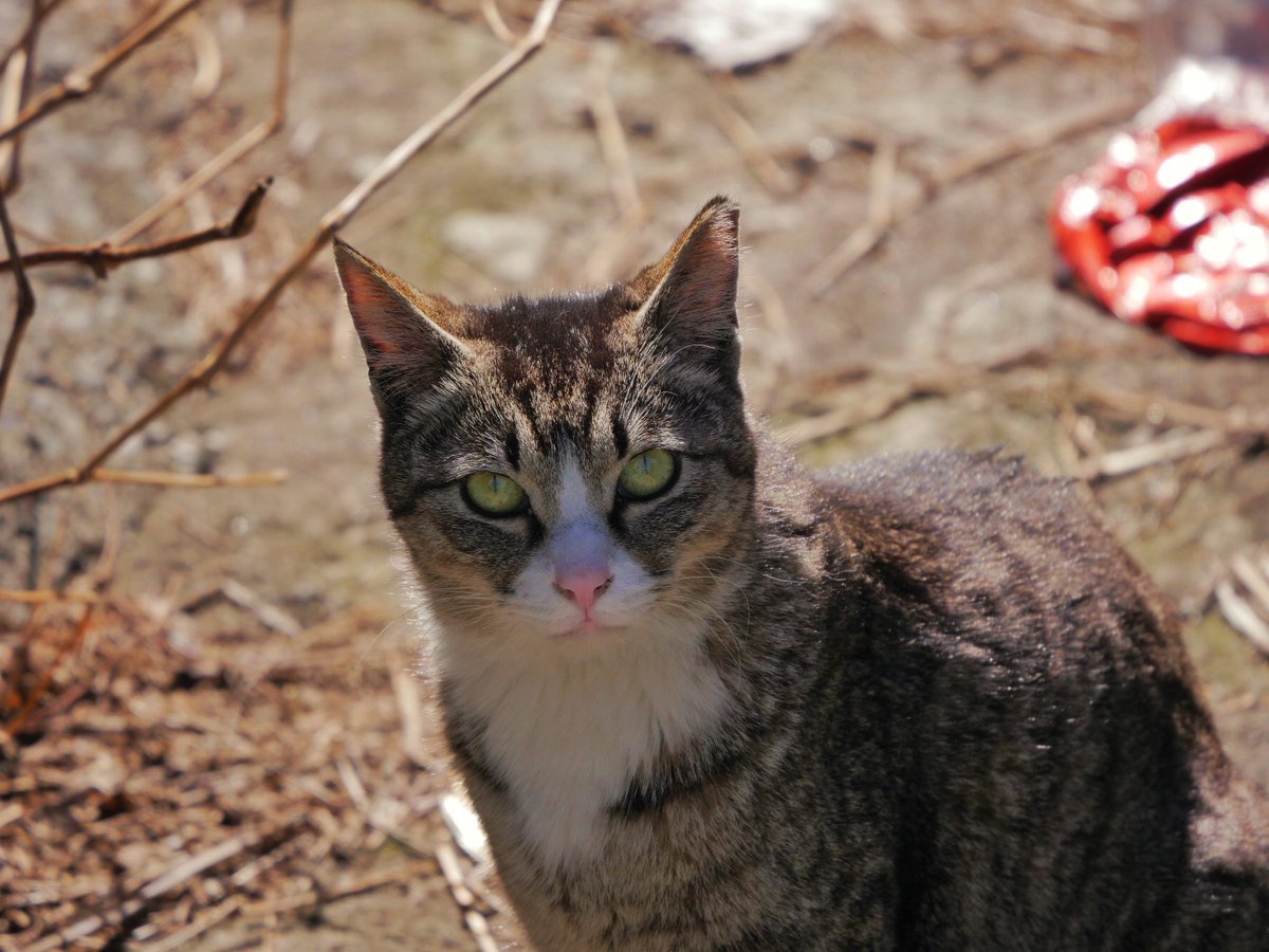 D_K_Lim's tweet image. street wild.
📷 @D_K_Lim 
#street #cat #spring #sunnyday #Haeundae #Busan