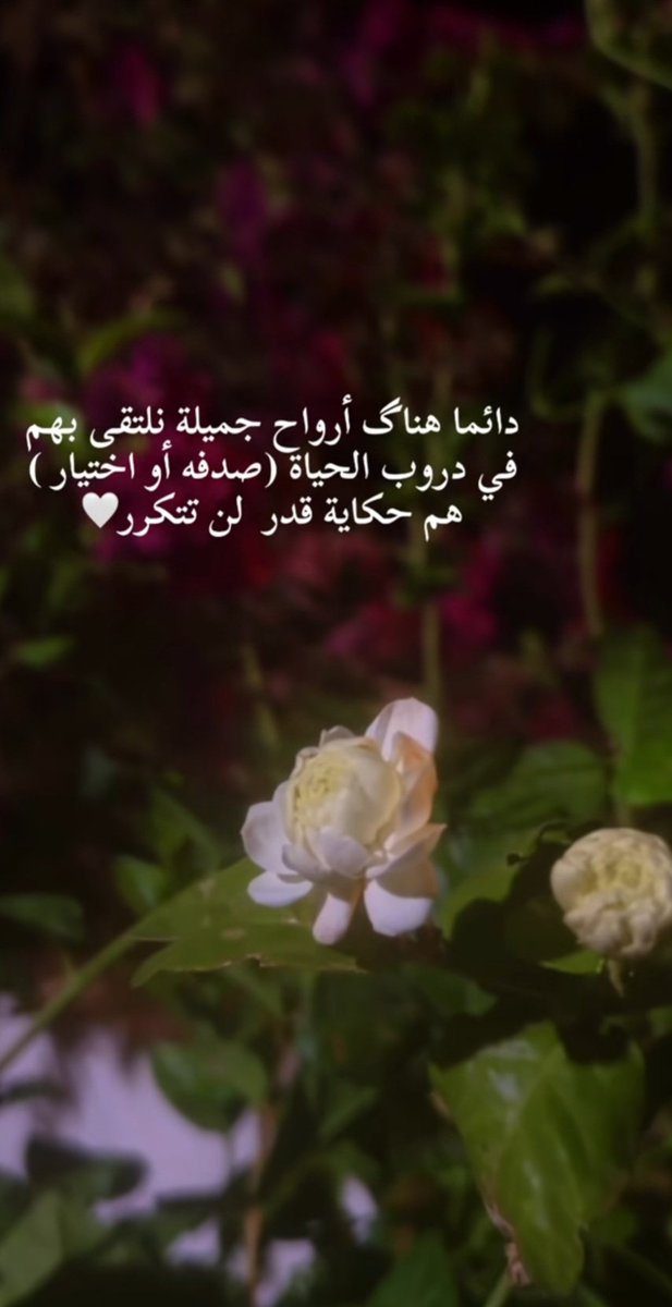 🌹 tweet media
