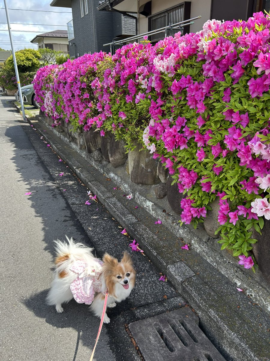 ゆうこさん tweet media