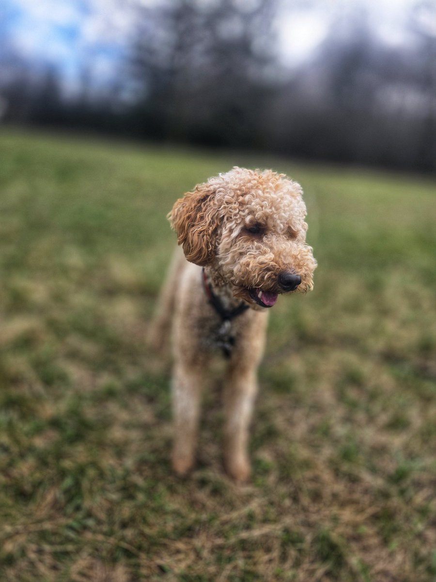 Walkin' The Dog tweet media