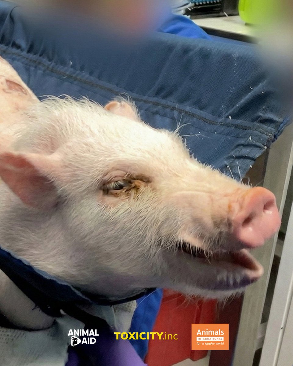 Animal Aid tweet media