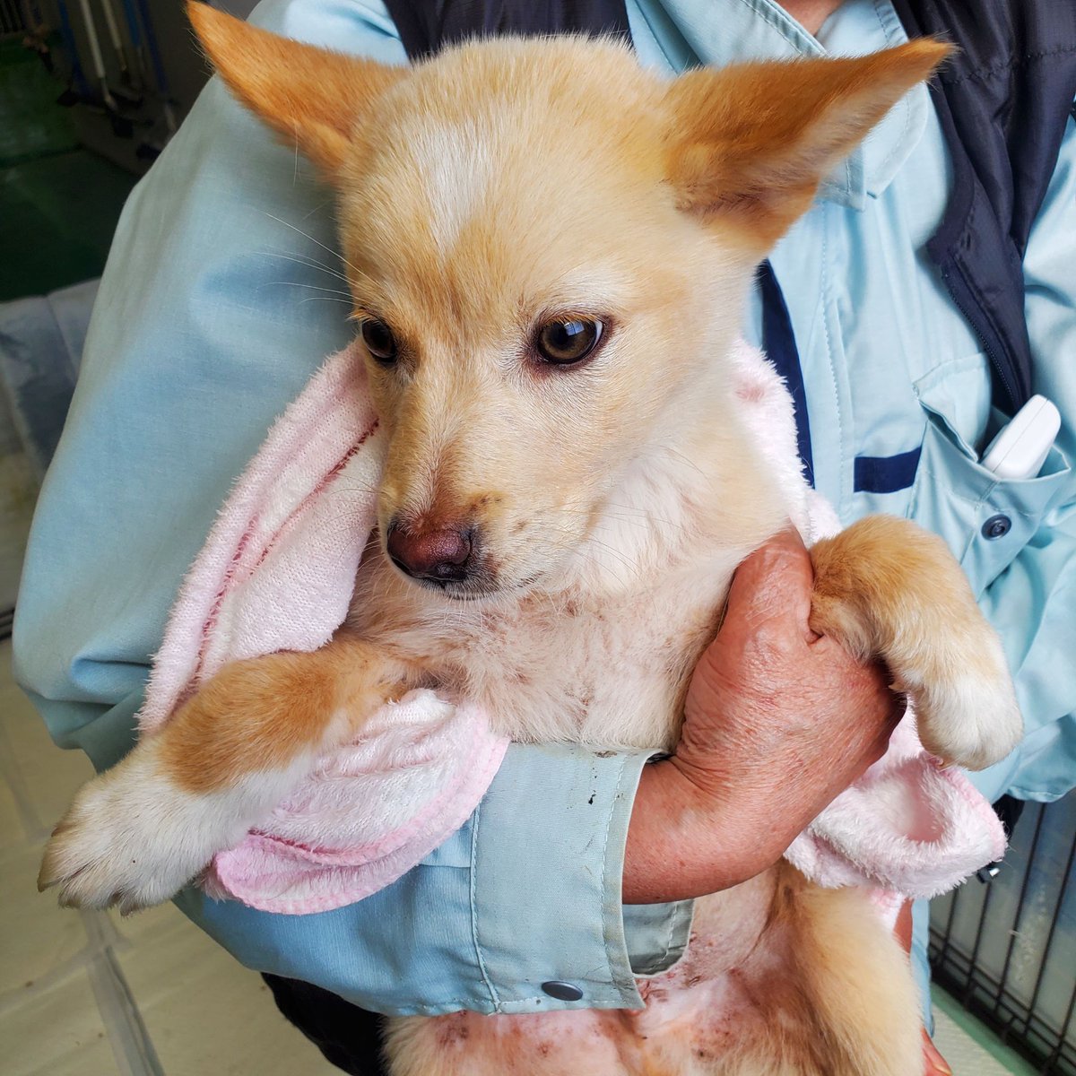 ハクと犬のはなし tweet media