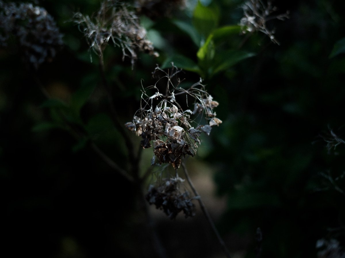 よおきい tweet media