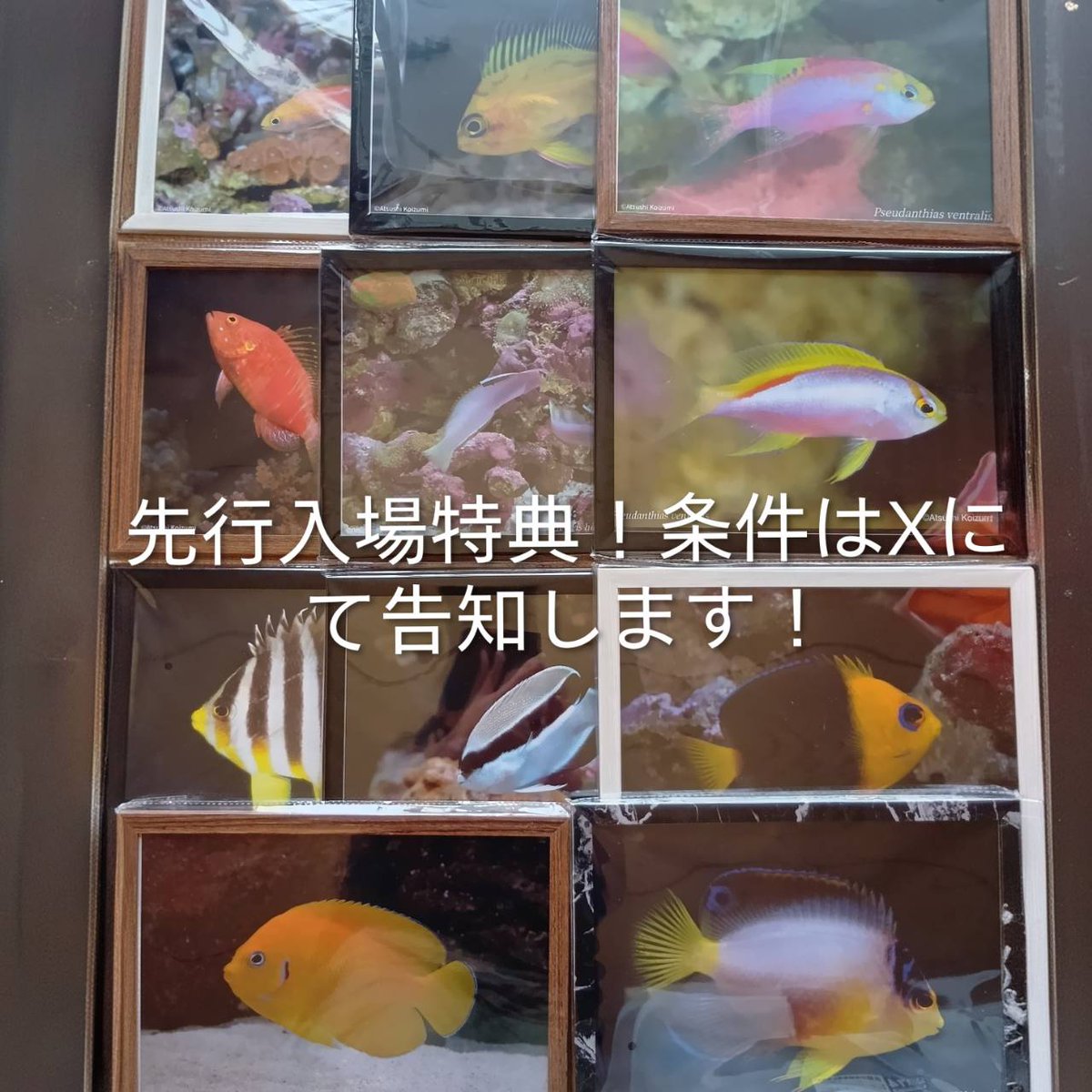 AQUA FESTA／REEF FESTA tweet media