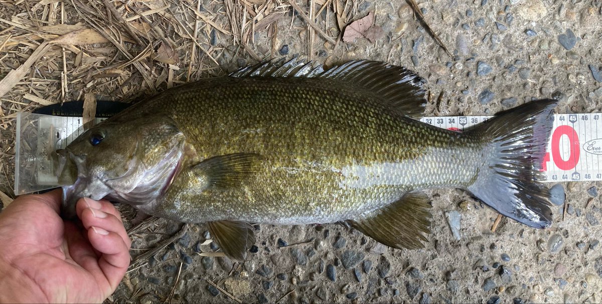 電撃ゴルゴ tweet media