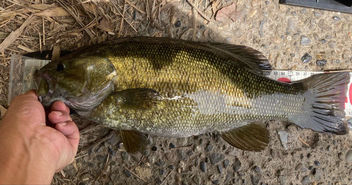 電撃ゴルゴ tweet media