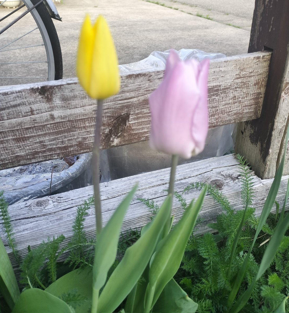 なしょ🍑ピポット🏀 tweet media