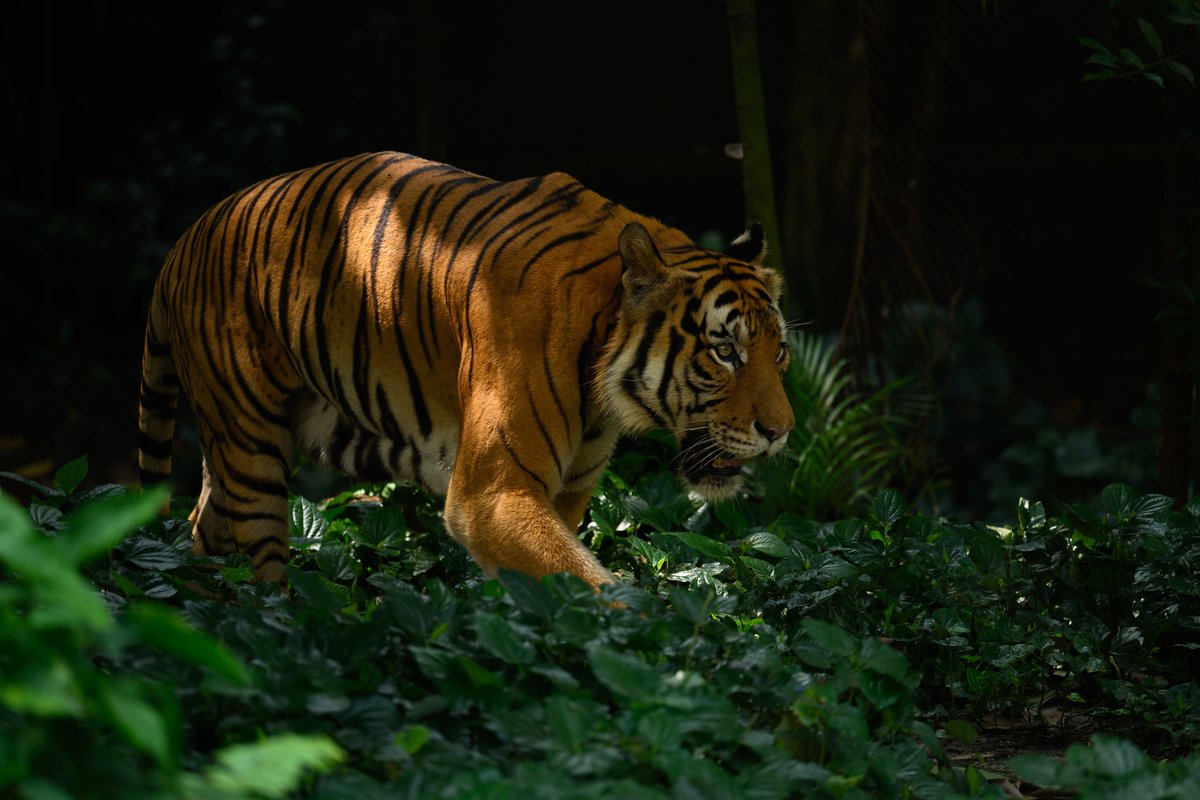 talisman tweet media