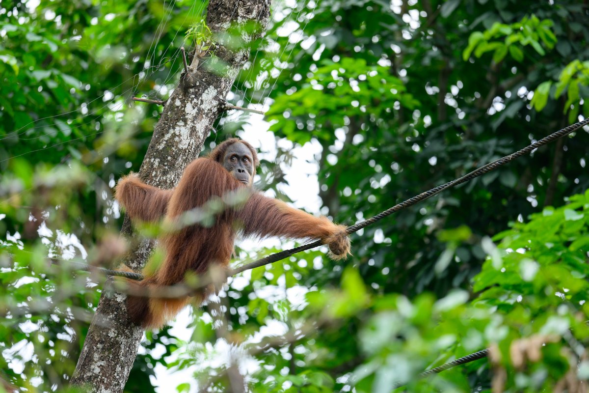 talisman tweet media