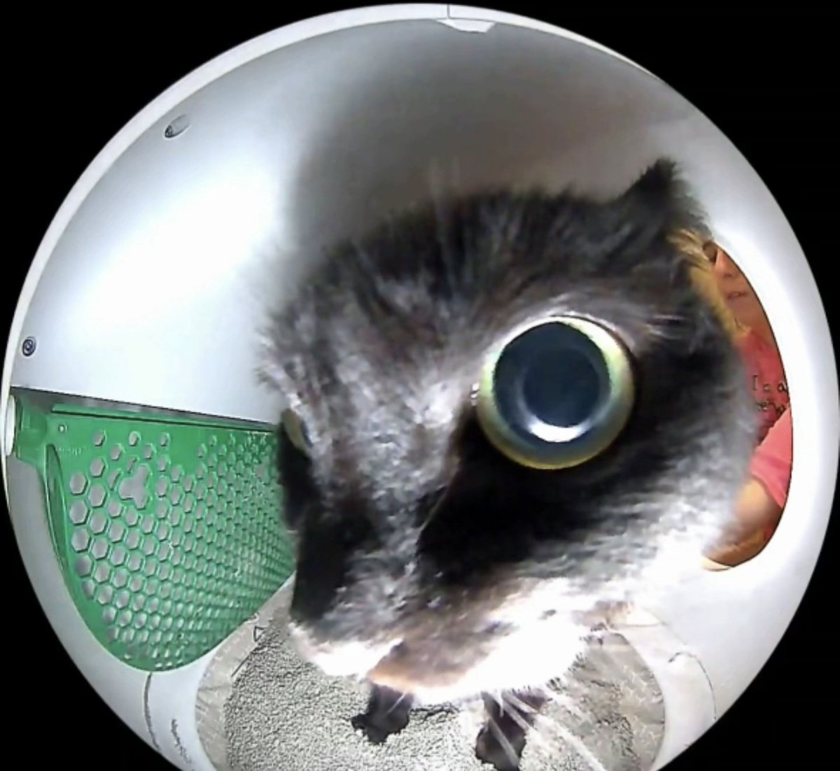 𝘛𝘪𝘧𝘢 𝘓𝘰𝘤𝘬𝘩𝘢𝘳𝘵 tweet media