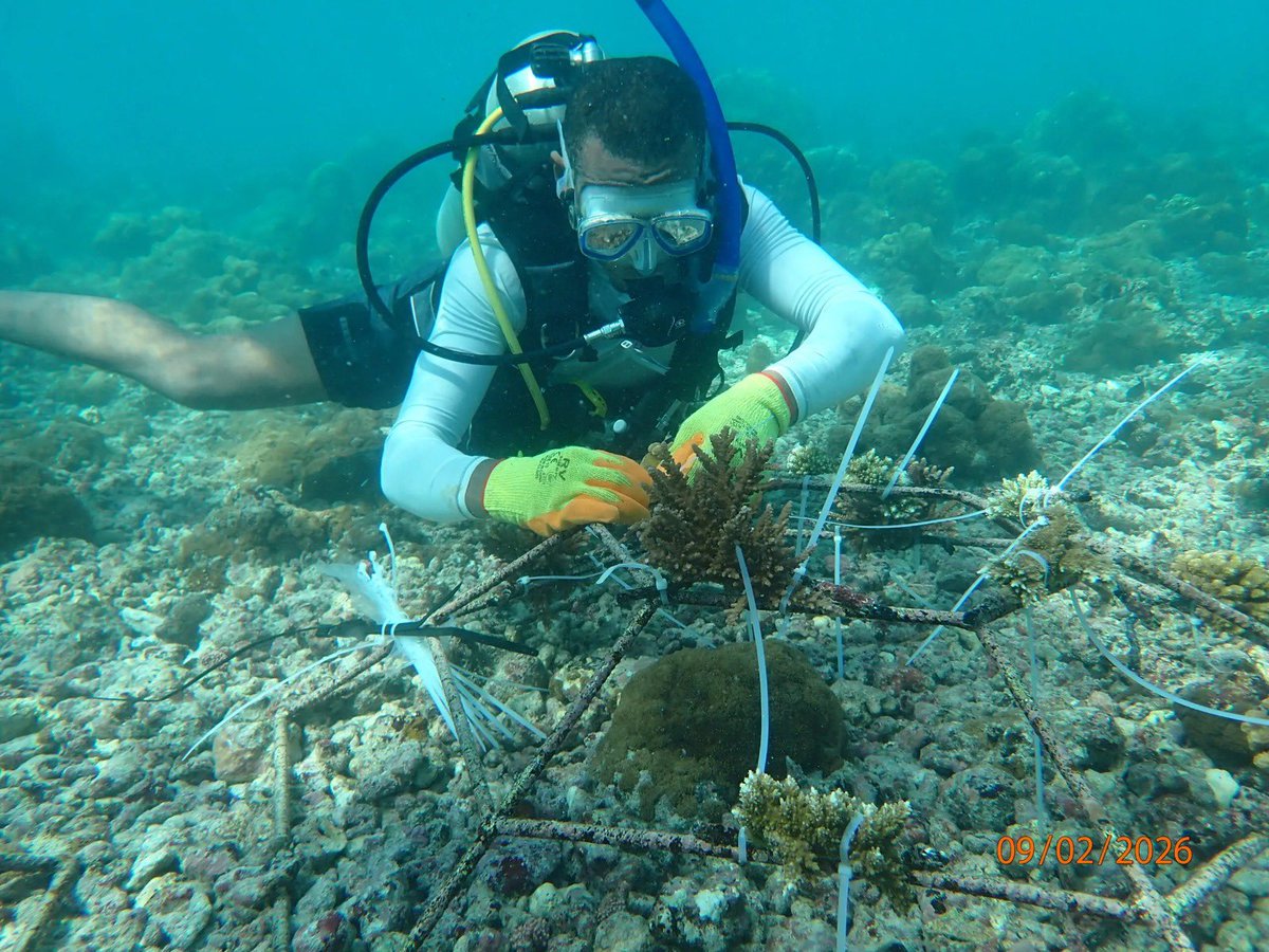 wiompan's tweet photo. Mitsamiouli–Ndroudé MPA, with Coral Garden Conservation &amp; Varuna AMP, trained 15 locals and deployed spiderframes. ~150 coral colonies transplanted so far, with more planned—a scalable, locally owned reef restoration model for the WIO. https://t.co/AhKDdvkaMi