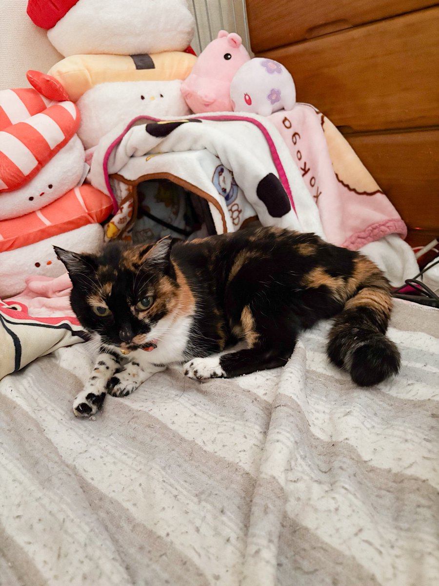 しろえび🌼🌱、💍🌈 tweet media