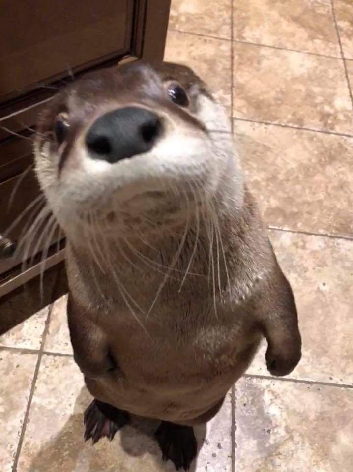 Otter tweet media