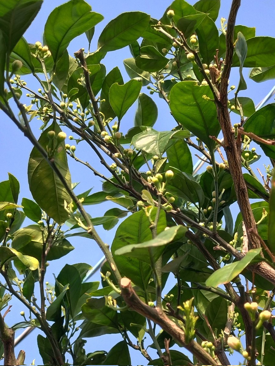 リボン tweet media