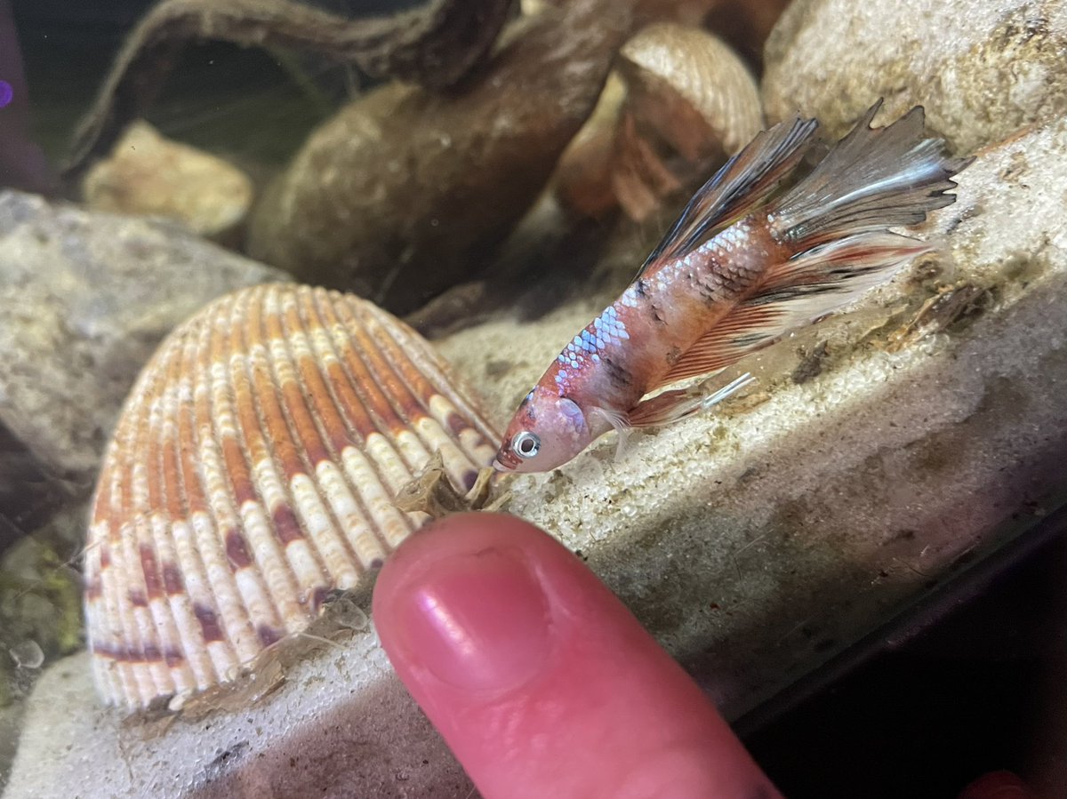 𝚜𝚌𝚘𝚞𝚝.𓆝 tweet media