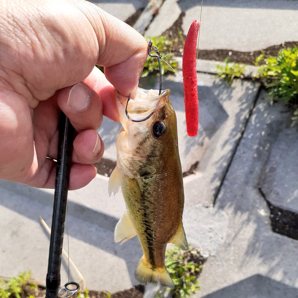 Makino@雑用係 tweet media