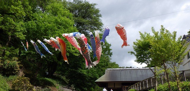 七沢森林公園の空に鯉のぼりが泳いでおります。
気持ちよさそうに風に泳ぐ姿をぜひ見にいらしてください🎵
＃七沢森林公園　＃こいのぼり