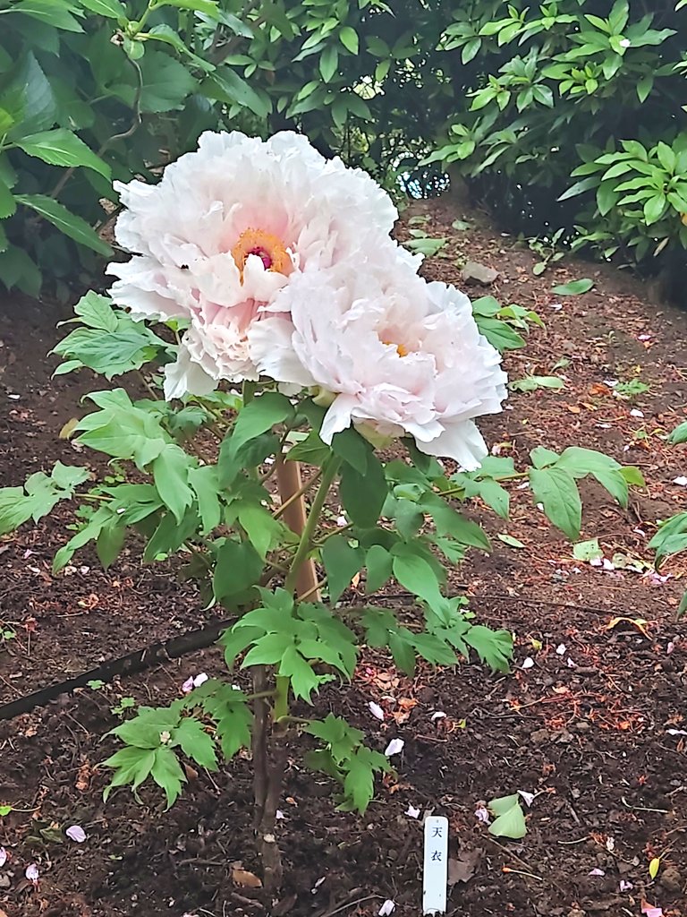 ヒダリ tweet media