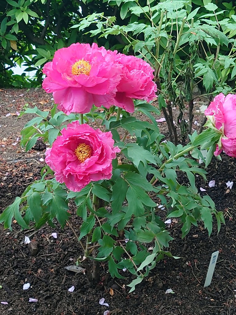 ヒダリ tweet media