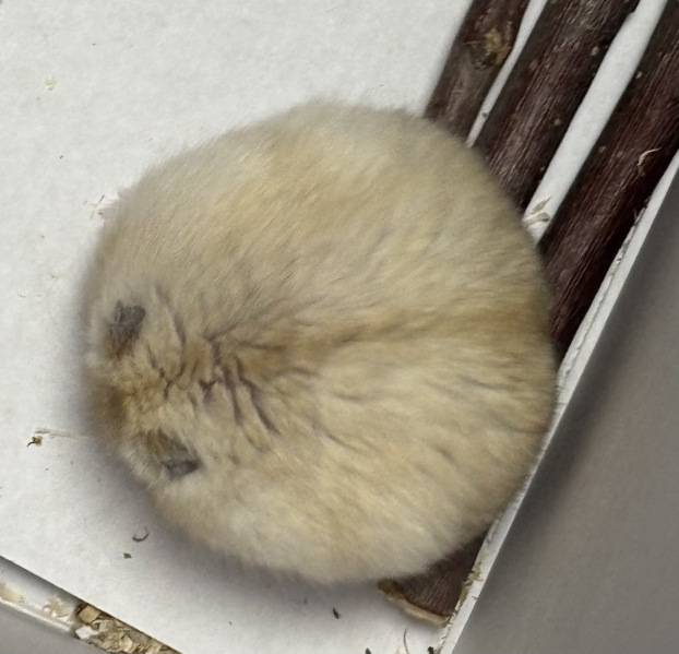 백호윤白虎潤🤍🐯 tweet media