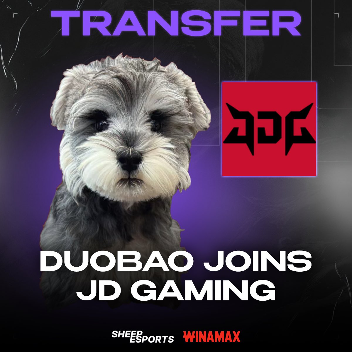 Sheep Esports tweet media