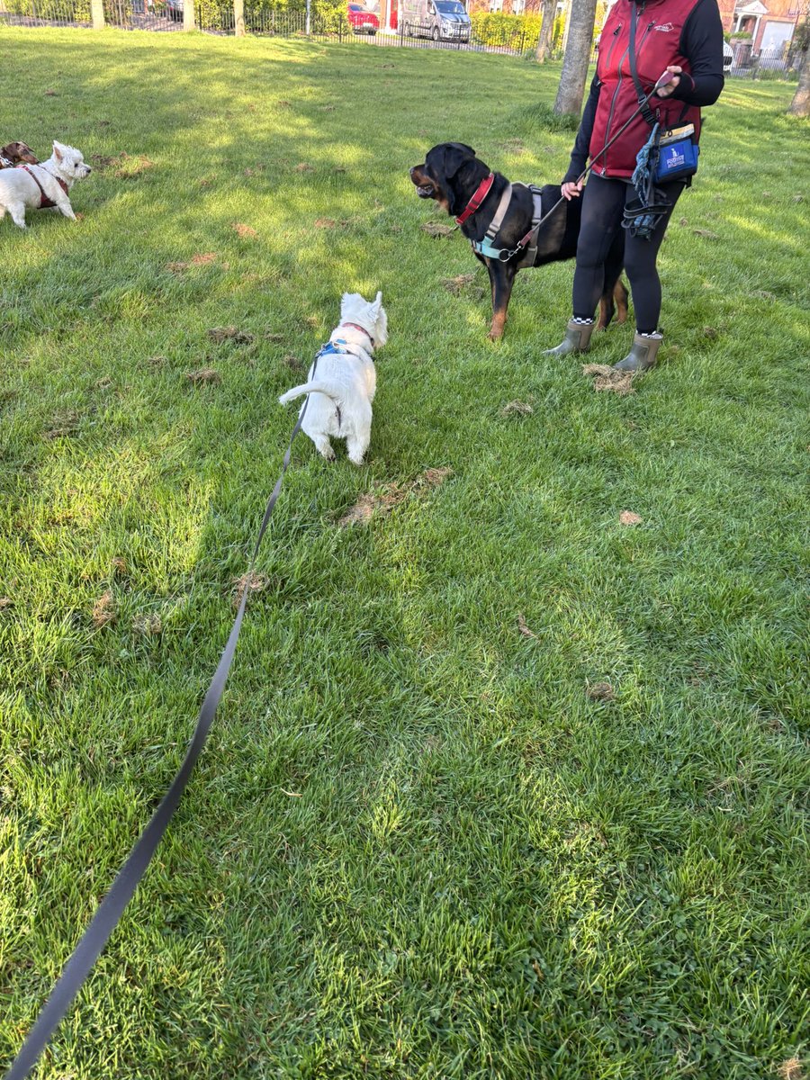 Albert the westie tweet media