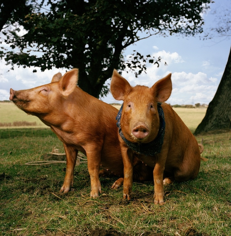 Sama Hoole tweet media