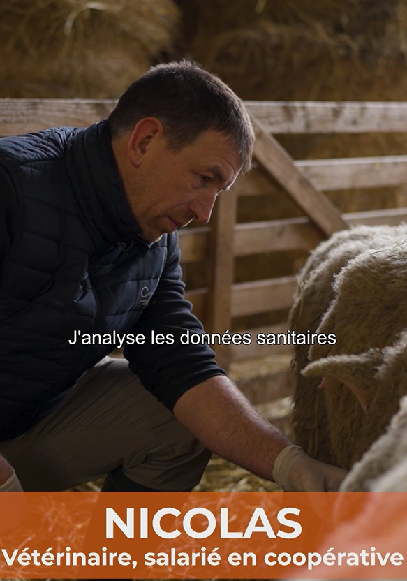 lacoopagricole's tweet image. #Attractivité | Découvrez les métiers de l’accompagnement technique en élevage ovin avec
@ocapiat 👉 youtu.be/24ZRg4n9pJ4

Suivez Nicolas, vétérinaire salarié de #coopérative en filière ovine 🐑 Son rôle ? Pratiquer une médecine de troupeau et observer la santé des brebis !