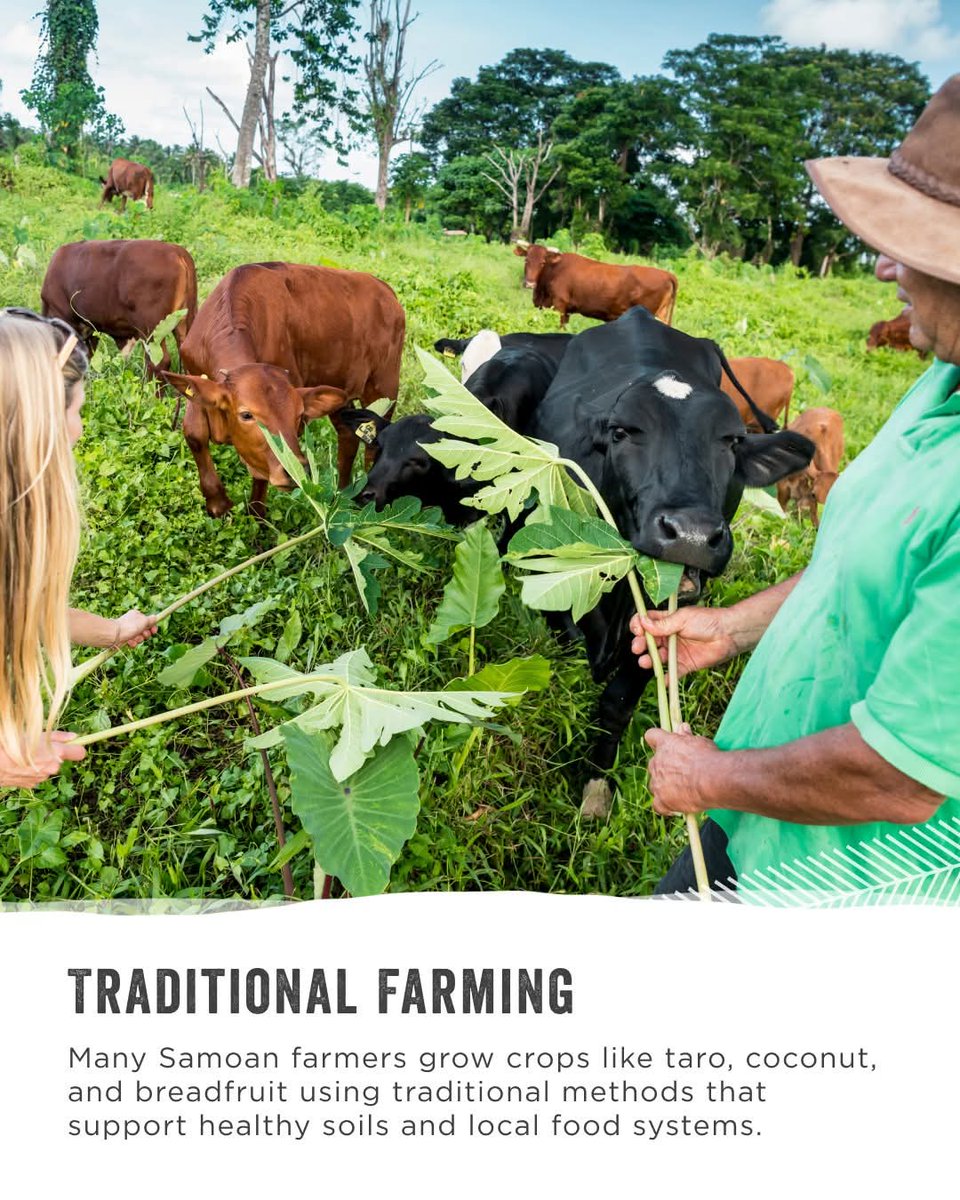 RepPlusUK's tweet image. Protecting what we love! From reef conservation to community-led initiatives, Samoa is committed to preserving our natural beauty for generations to come.

#DiscoverBeautiful #Samoa #BeautifulSamoa #Travel #PacificIsland #BucketListDestination #RepPlusClient